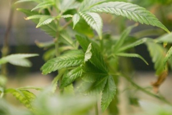 ONU: Consumul de canabis a crescut odată cu legalizarea sa şi în timpul lockdownurilor anti-COVID-19